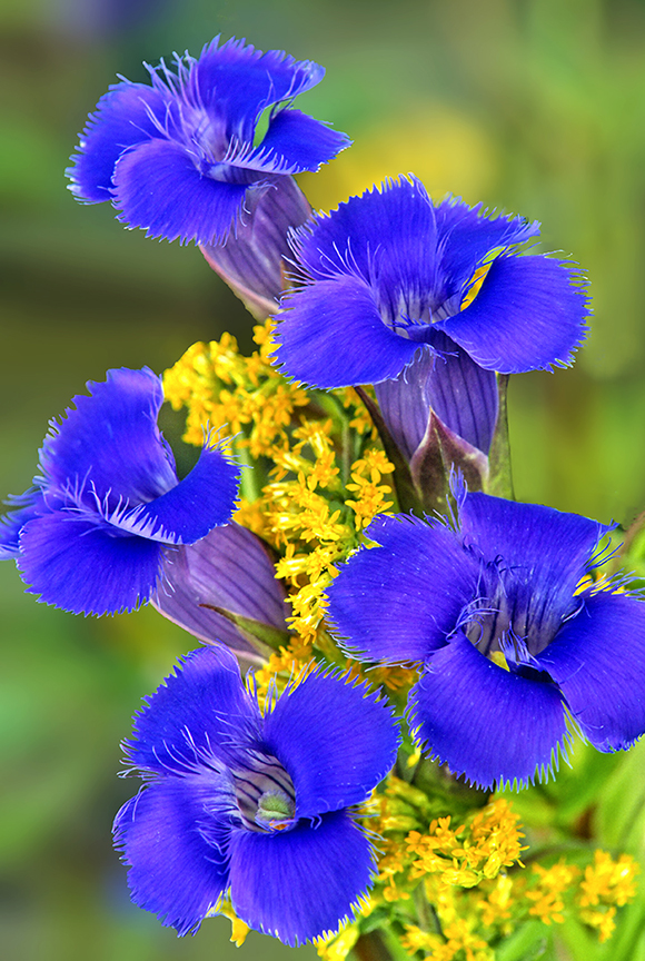 Fringed Gentian II.jpg