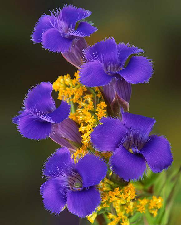 Fringed Gentian II.jpg