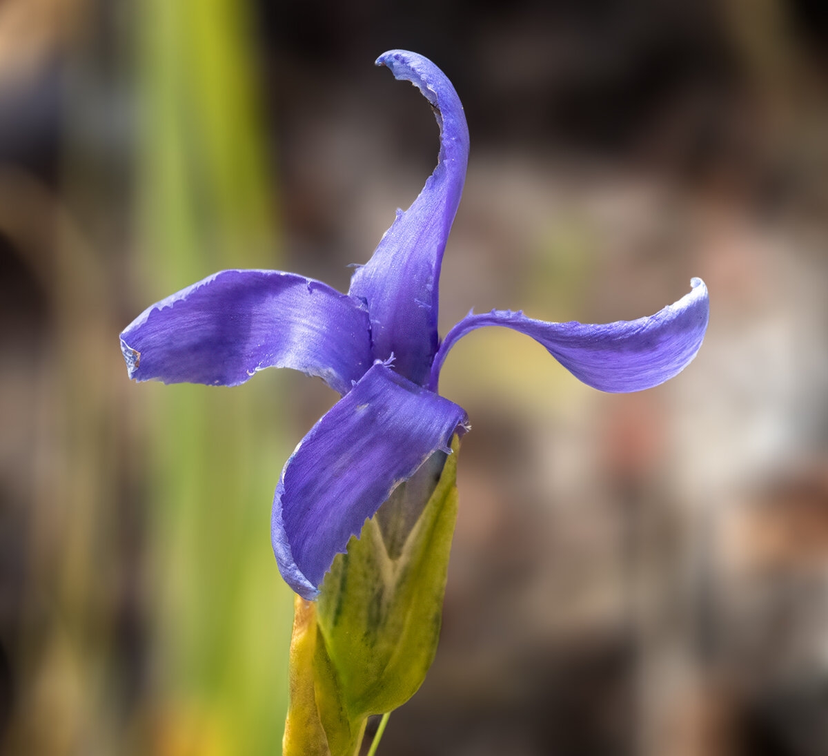 FringededGentianHFNoiseSharpNikBlur.jpg