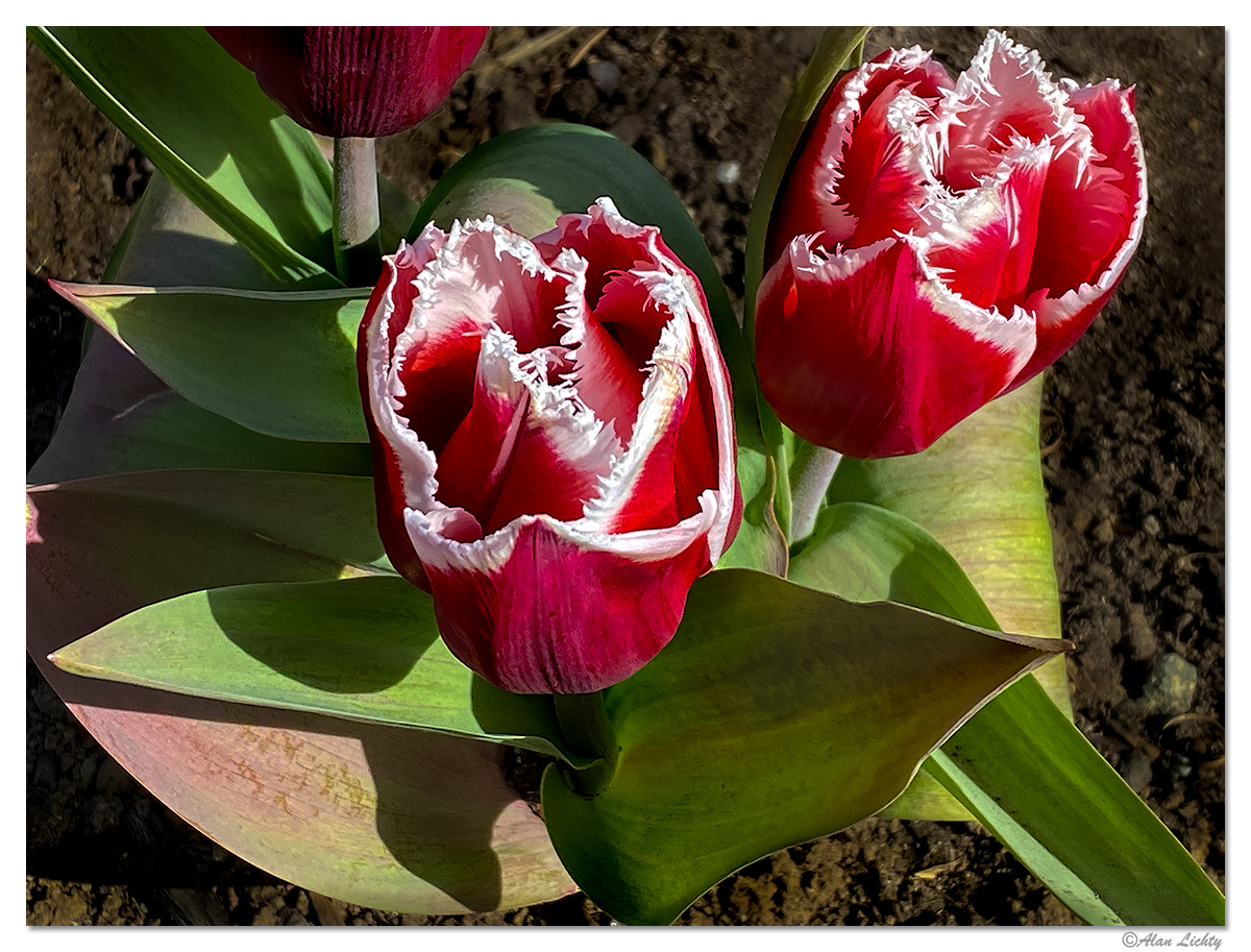 FringedTulip.jpg