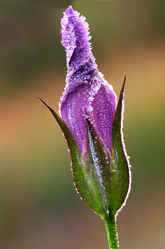 Frosted Fringed Gentian.jpg