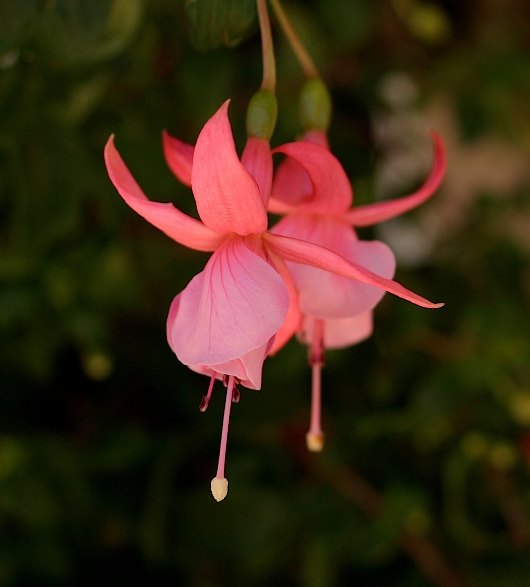 fuchsia2.jpg