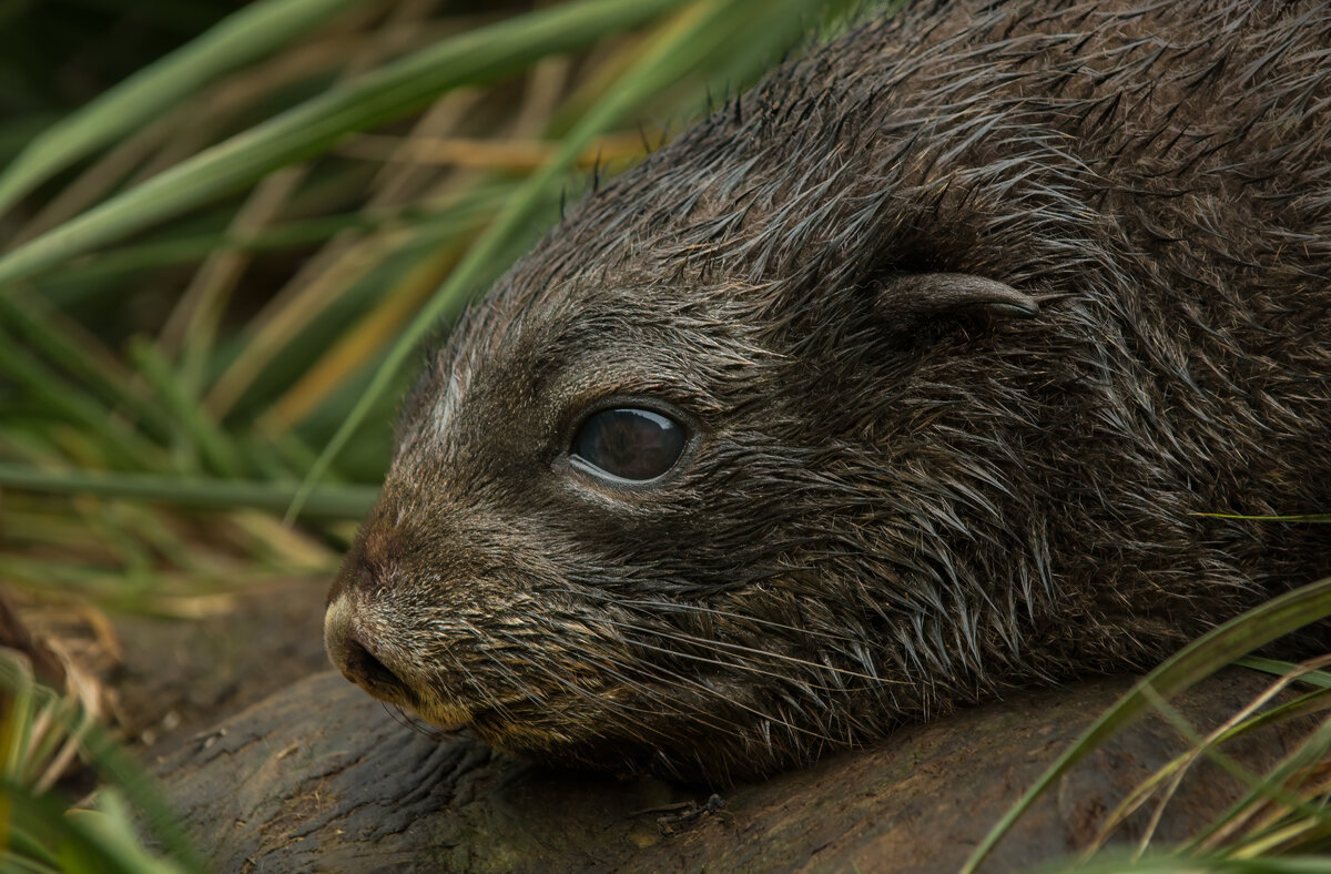 fur seal pup 2.jpg