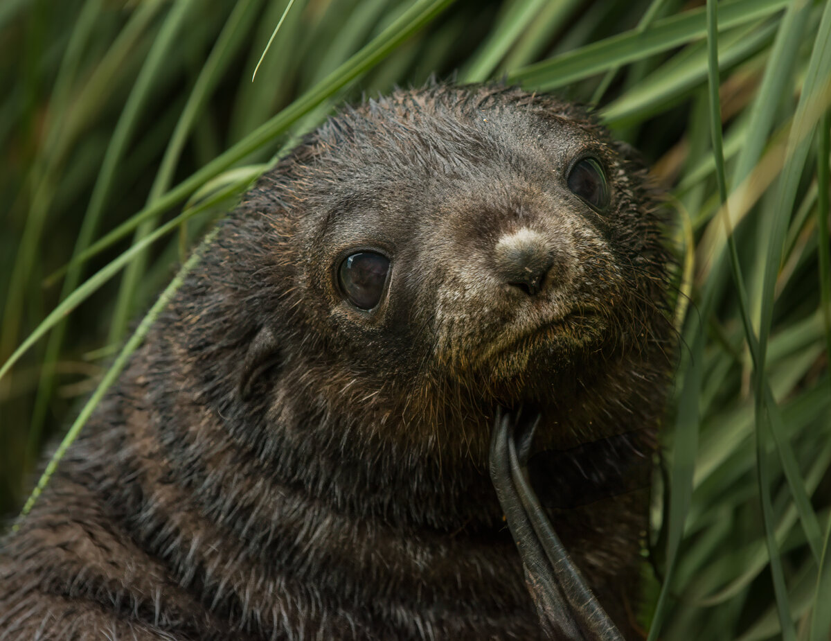 fur seal pup 3.jpg