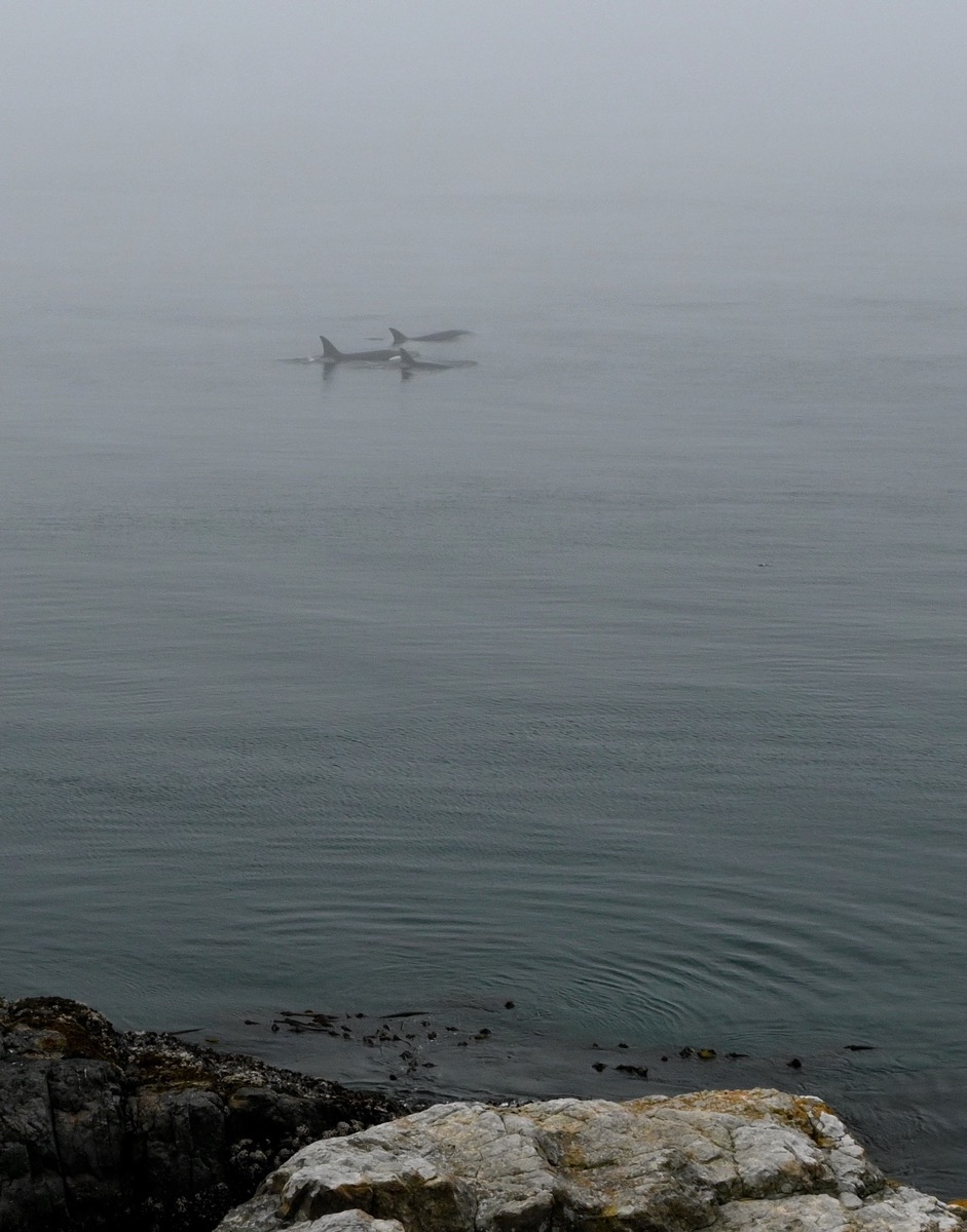 FW 03 DSC_2735-whale crp_resize.jpg