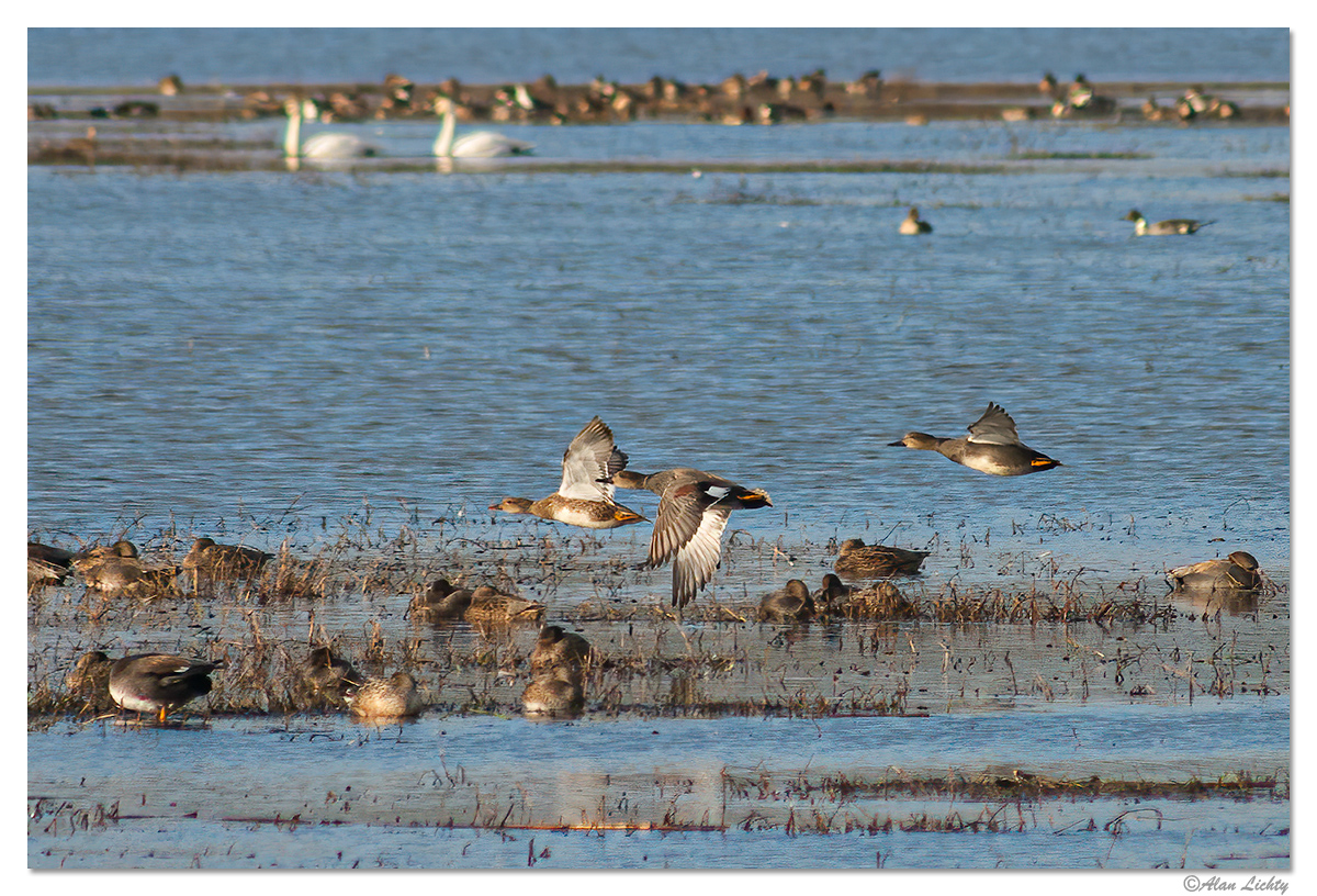 Gadwall.jpg