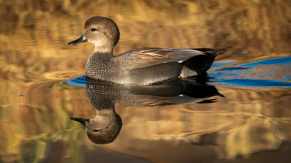 Gadwall_DSC7246-Edit.jpg