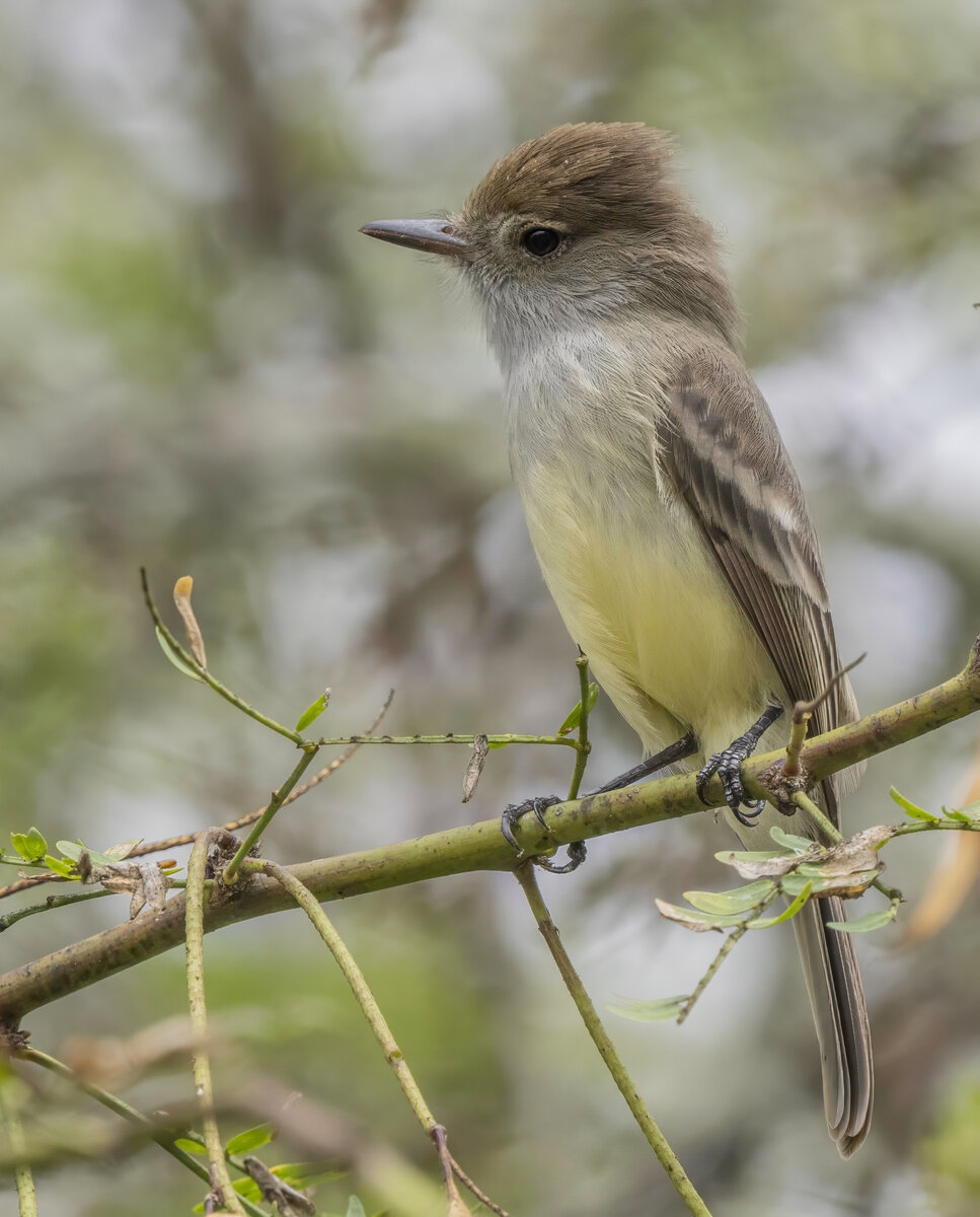 Galapagos Flycatcher PA181446-Edit.jpg
