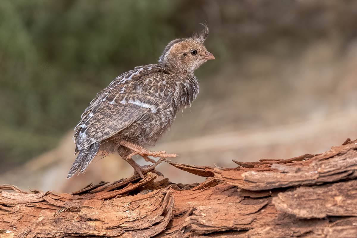 Gambel's quail 05747.jpg