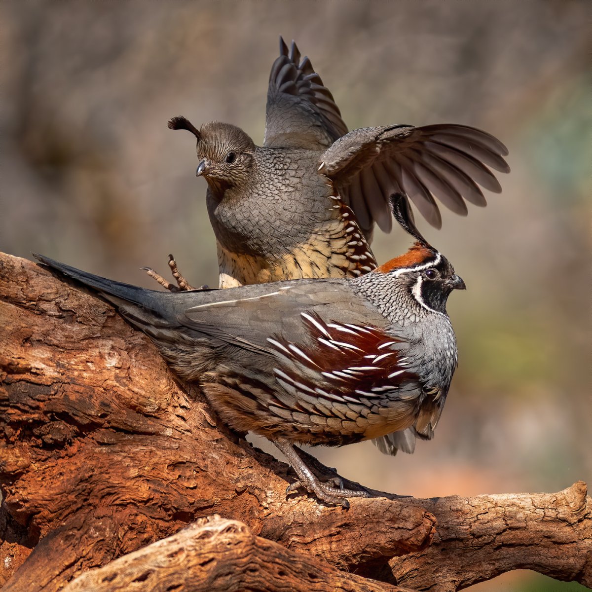 Gambel's quail-5607-Edit.jpg