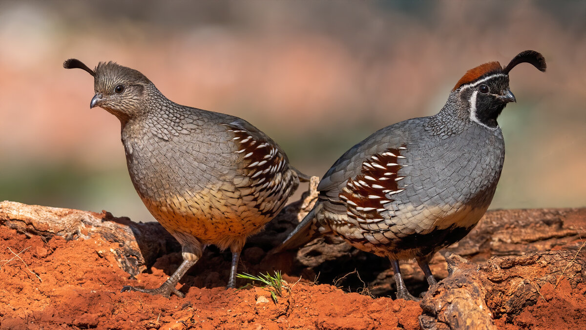 Gambel's Quail-5752-Edit.jpg