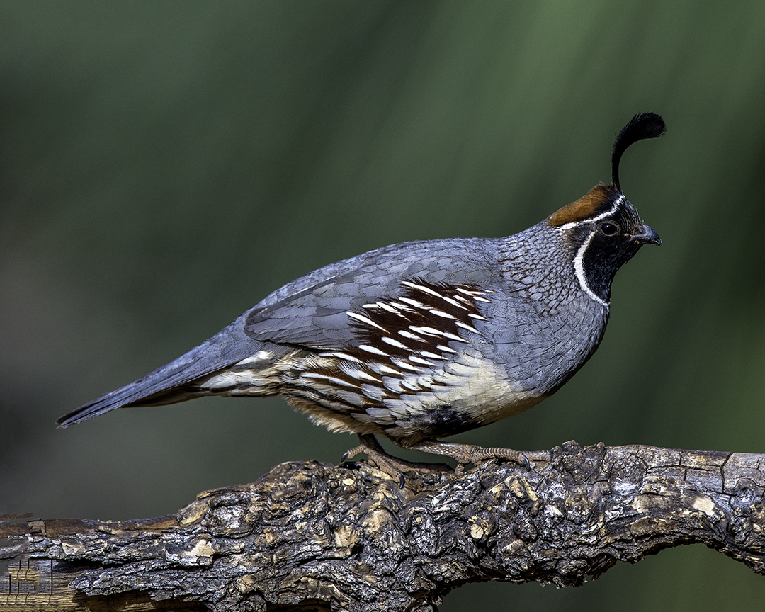 Gambel's Quail.jpg