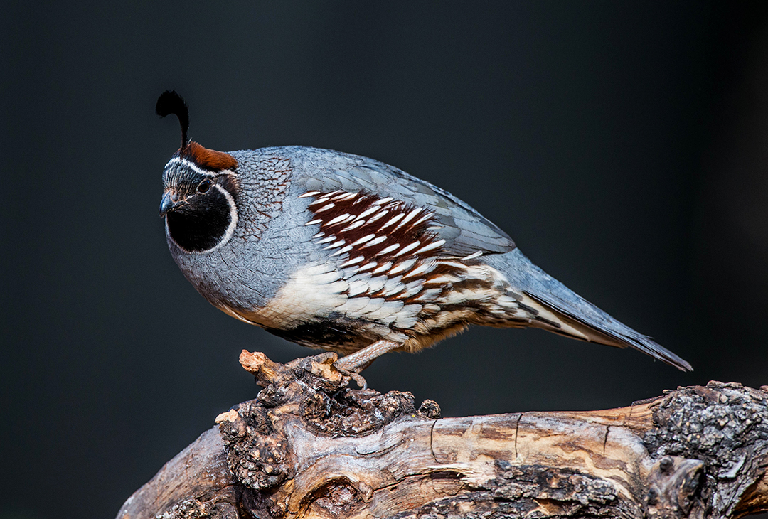 Gambel's Quail, Sedona, AZ.jpg