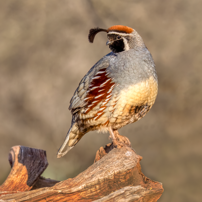 Gamble's quail-07080-Edit.png