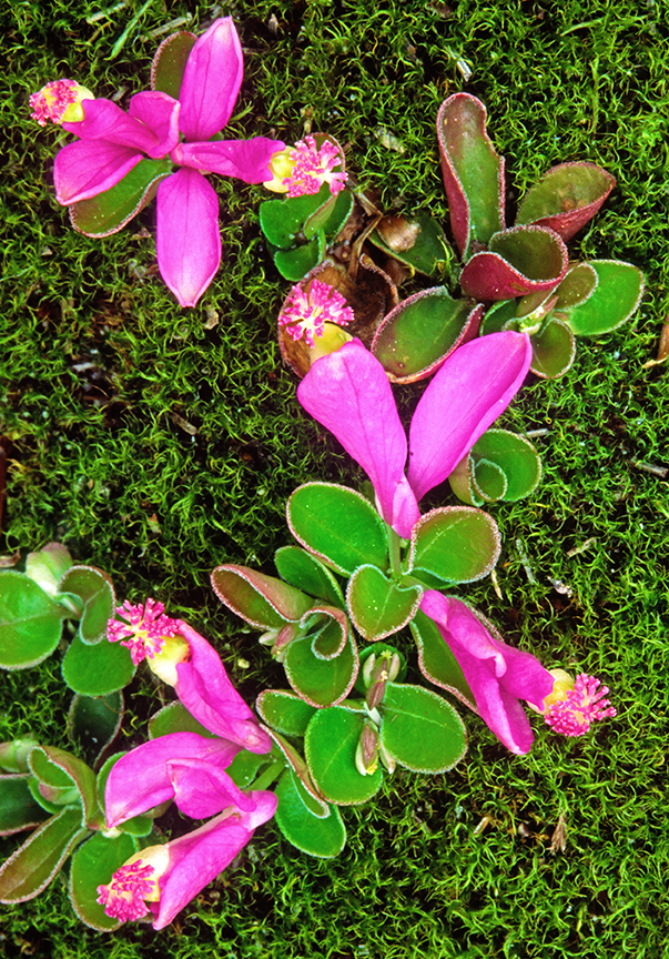 gaywings and moss I.jpg