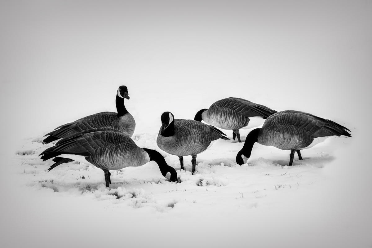 Geese---1.1.jpg
