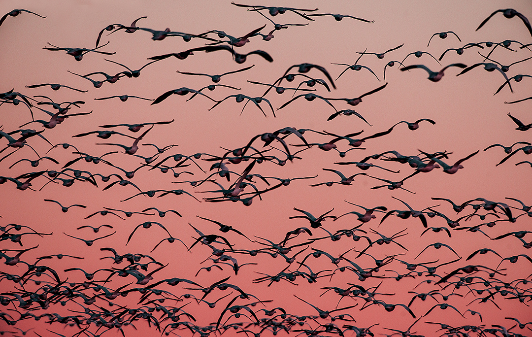 geese heading out to eat at dawn.jpg