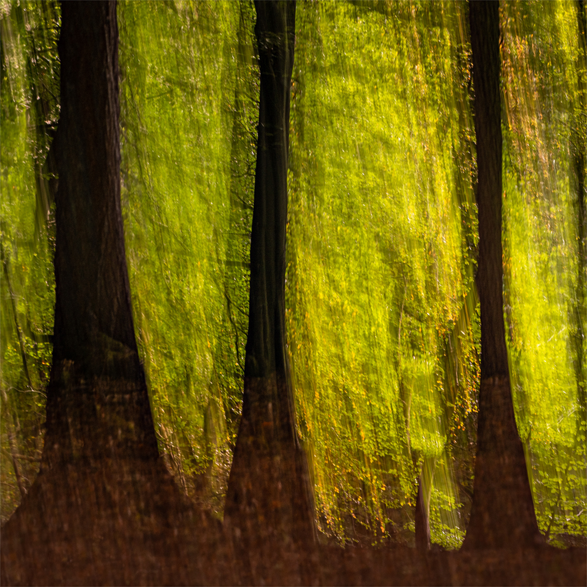 Gelt Woods_DSC2458-1 copy.jpg