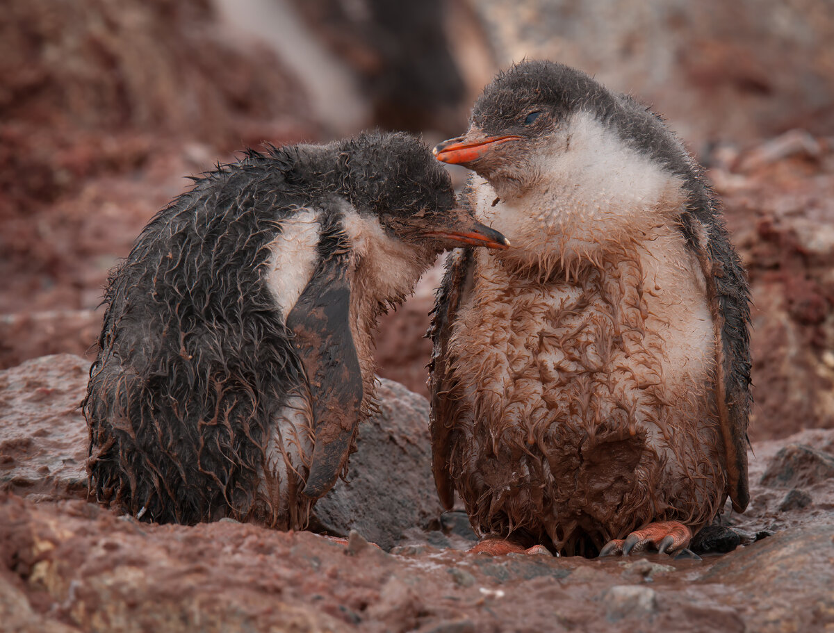 gentoo penguin chicks.jpg