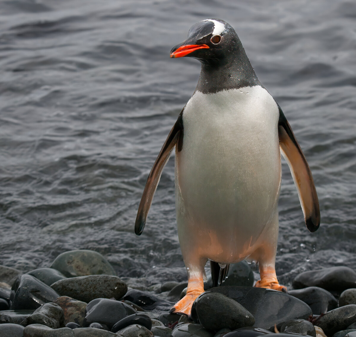 gentoo single.jpg