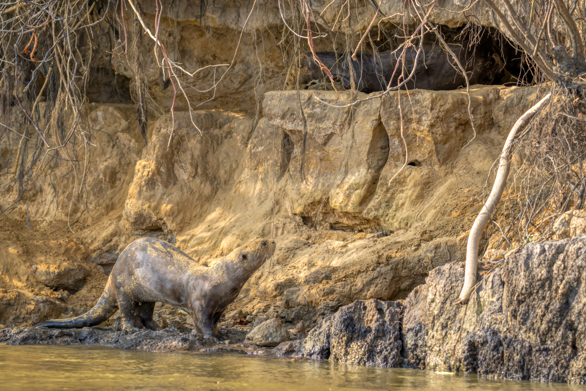 Giant otter-00814-Edit.jpg