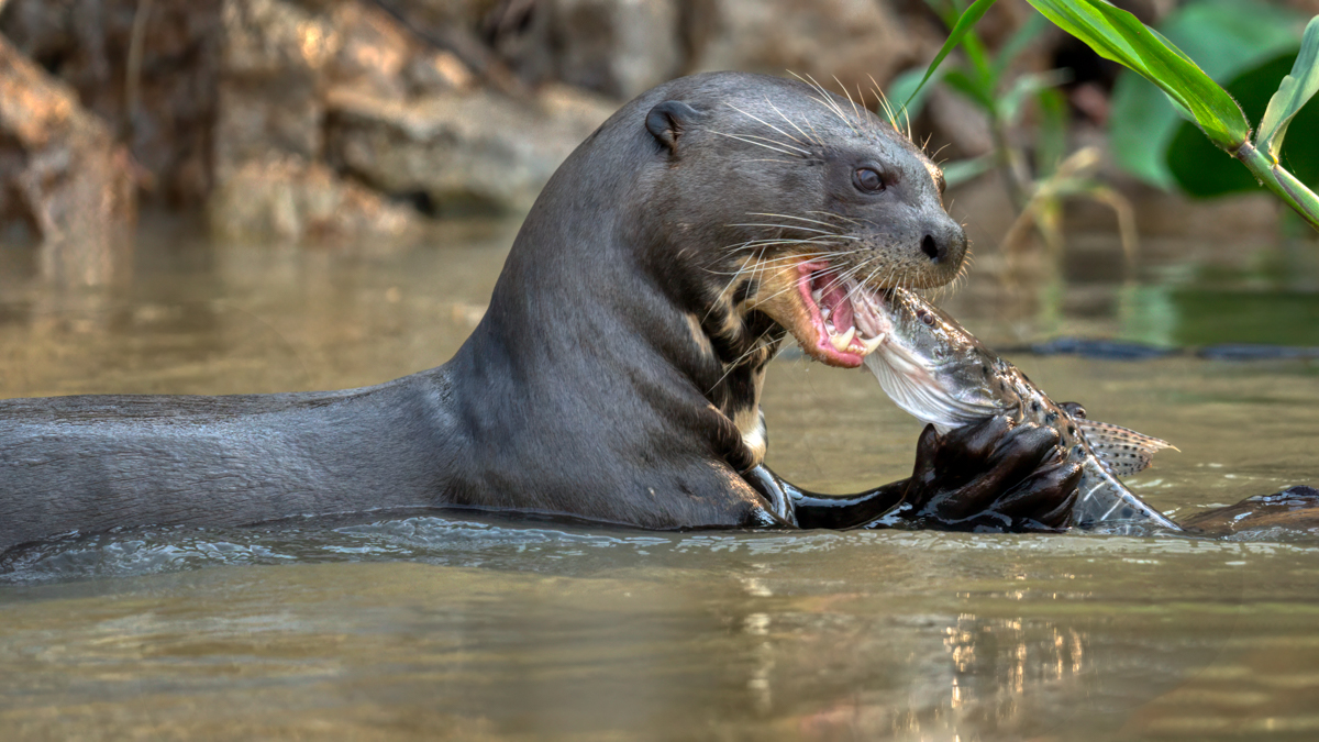 Giant otter-08653-Edit-2.jpg