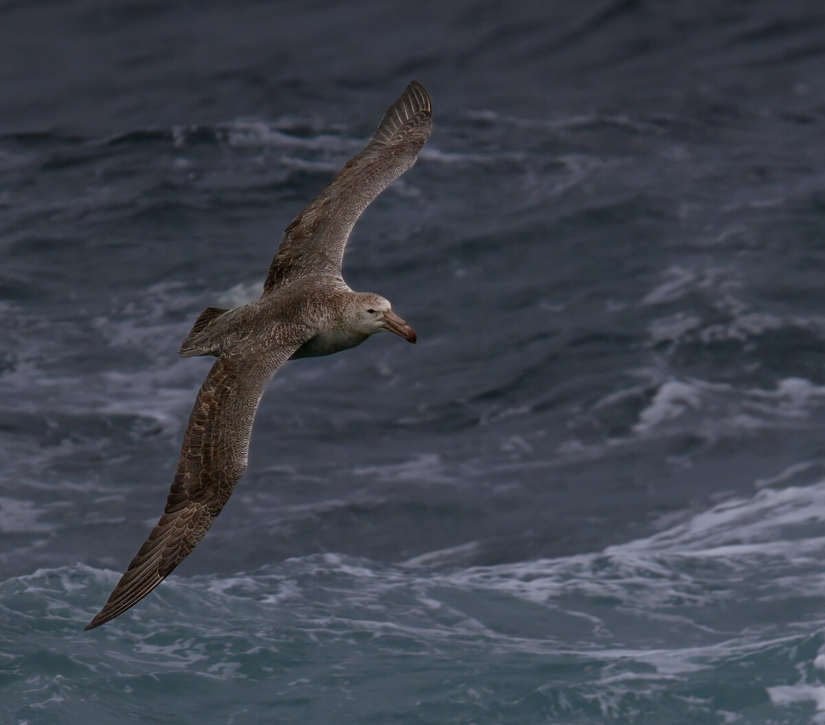 giant petrel 1.jpg