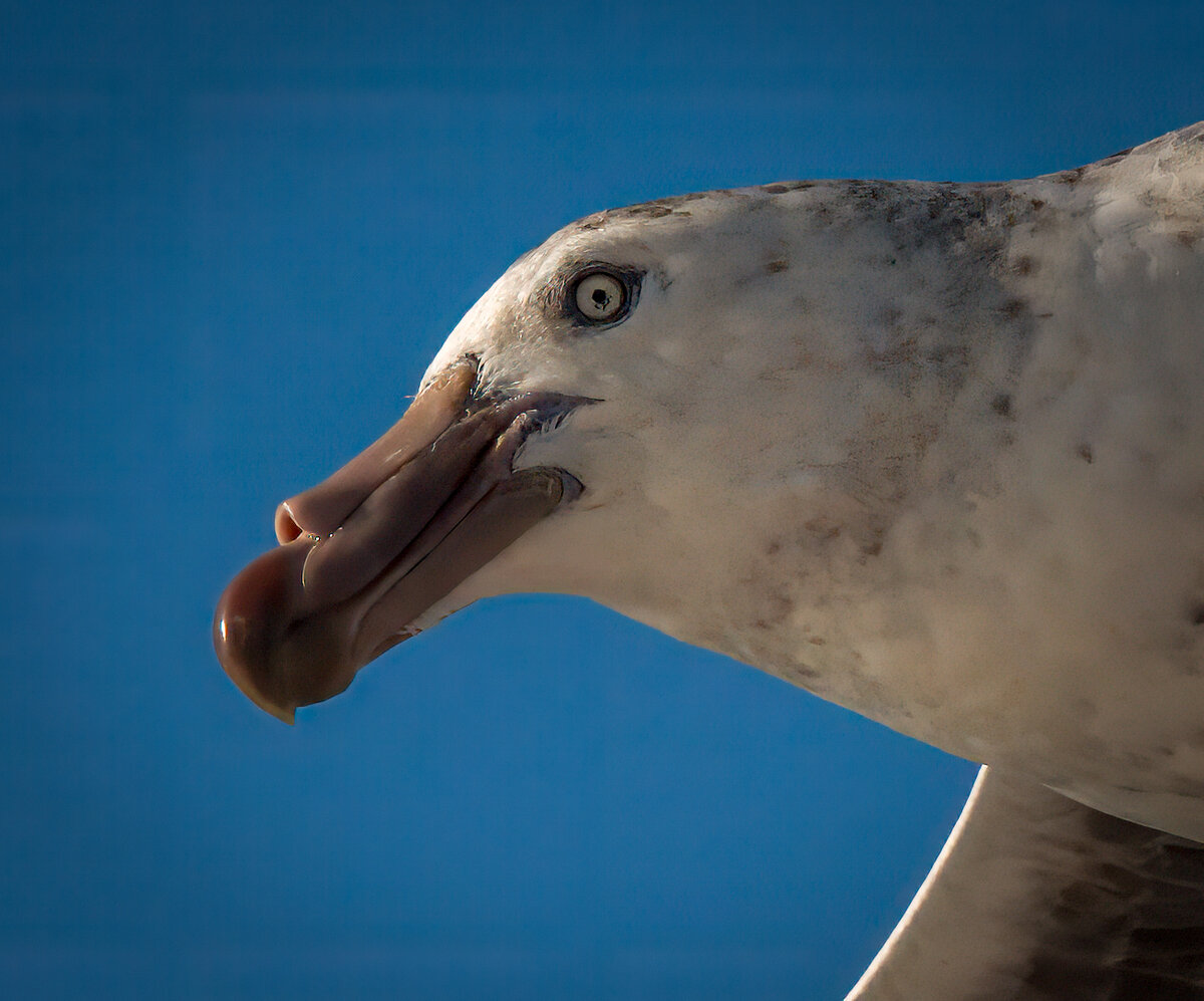 giant petrel 6.jpg