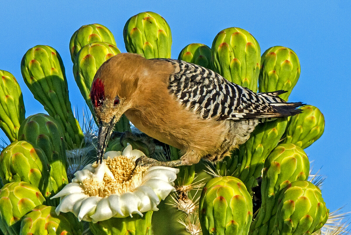Gila Woodpecker (1 of 1)-5.jpg