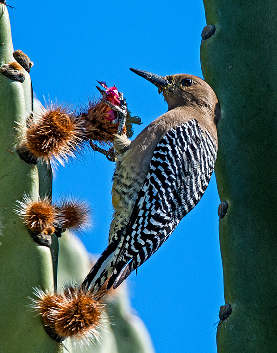 Gila Woodpecker (1 of 1).jpg