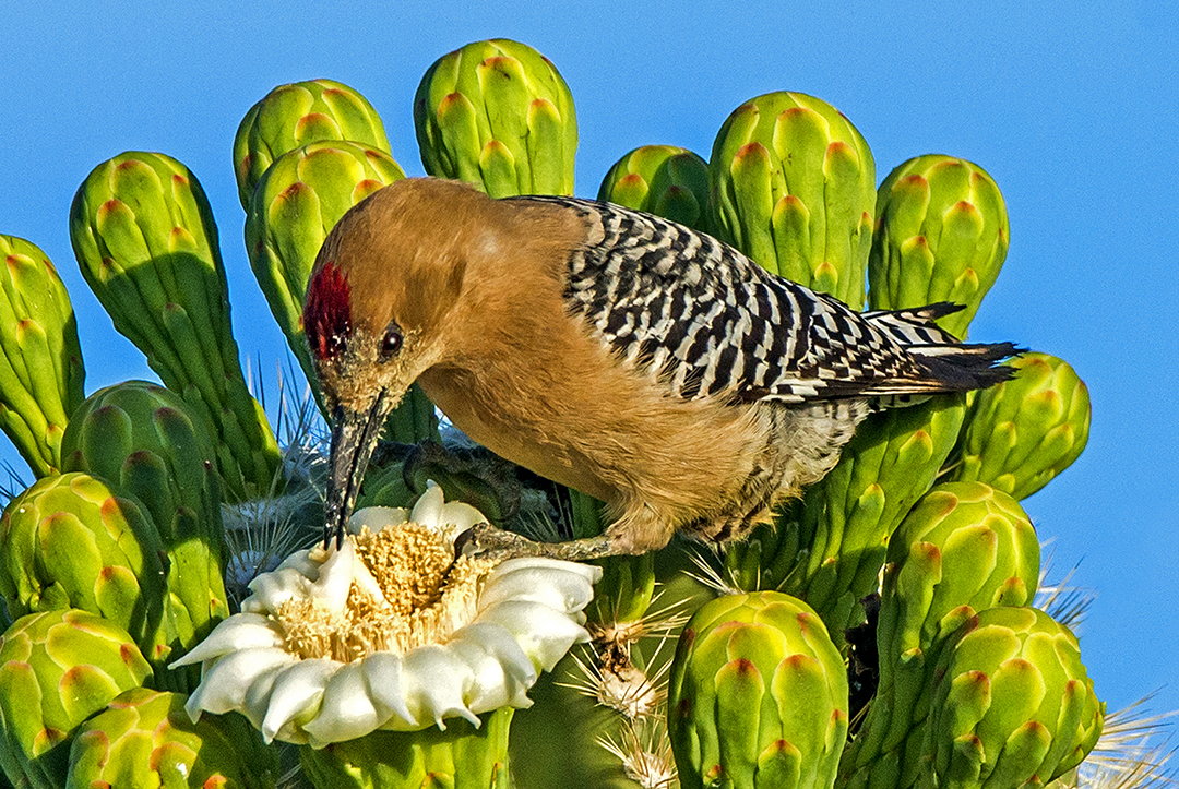 Gila Woodpecker on a SaguaroC actus.jpg