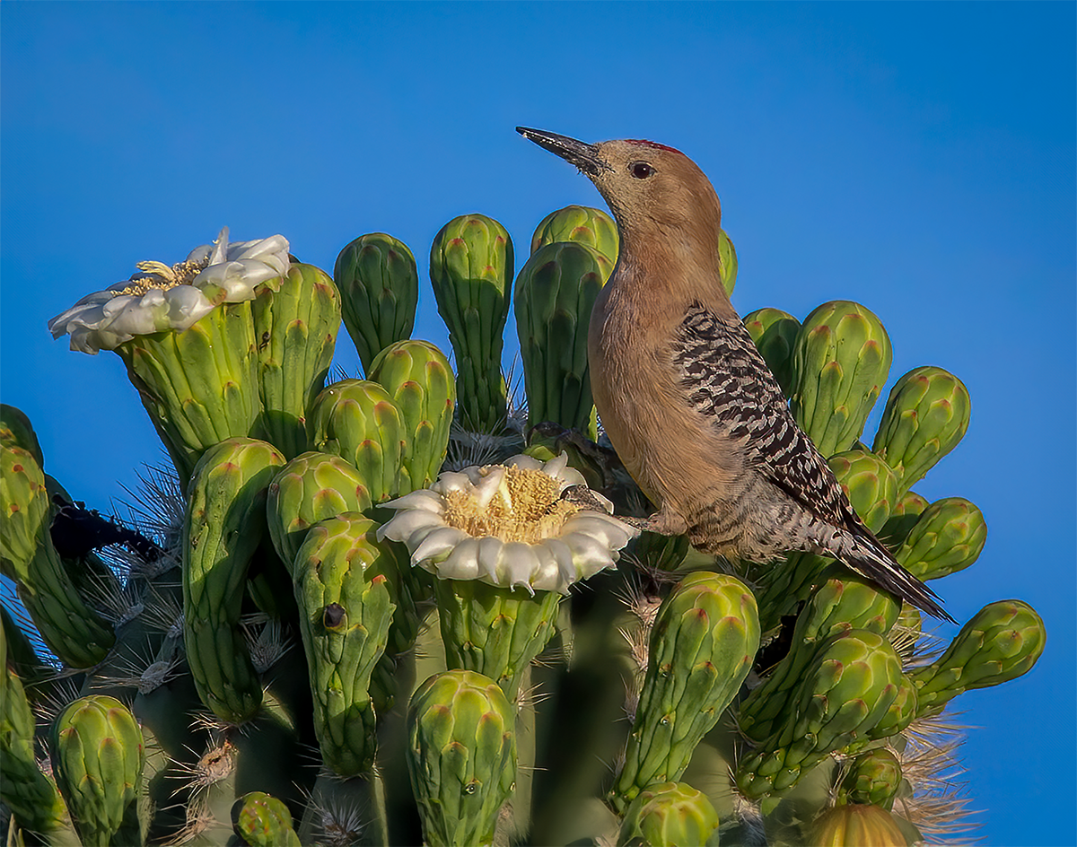 Gila Woodpecker on saguaro new.png