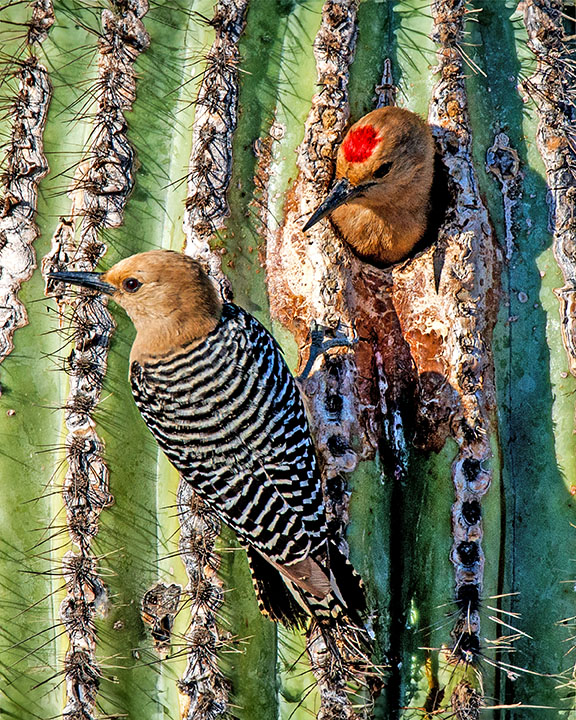 Gila Woodpeckers.jpg