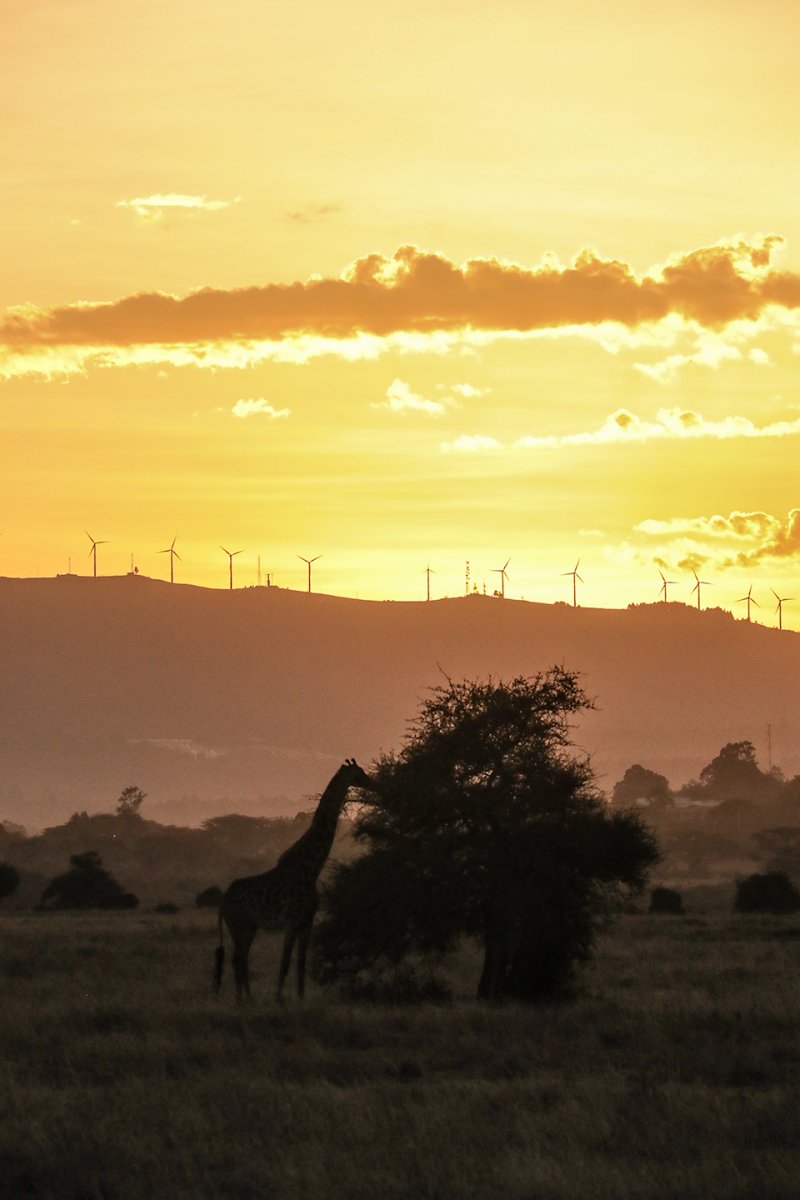 giraffe-windturbines.jpg