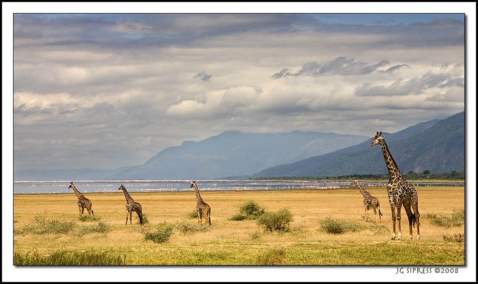 giraffeposter.jpg