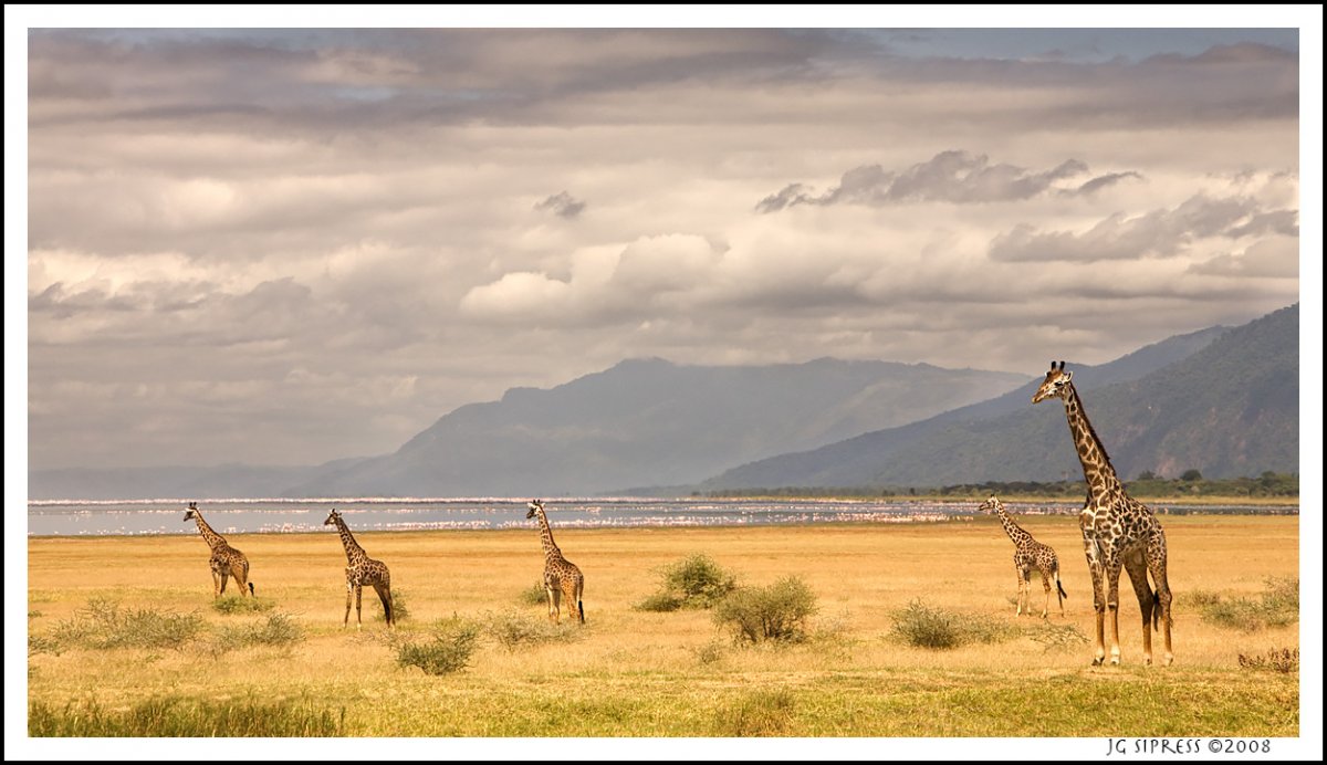 giraffeposter.jpg