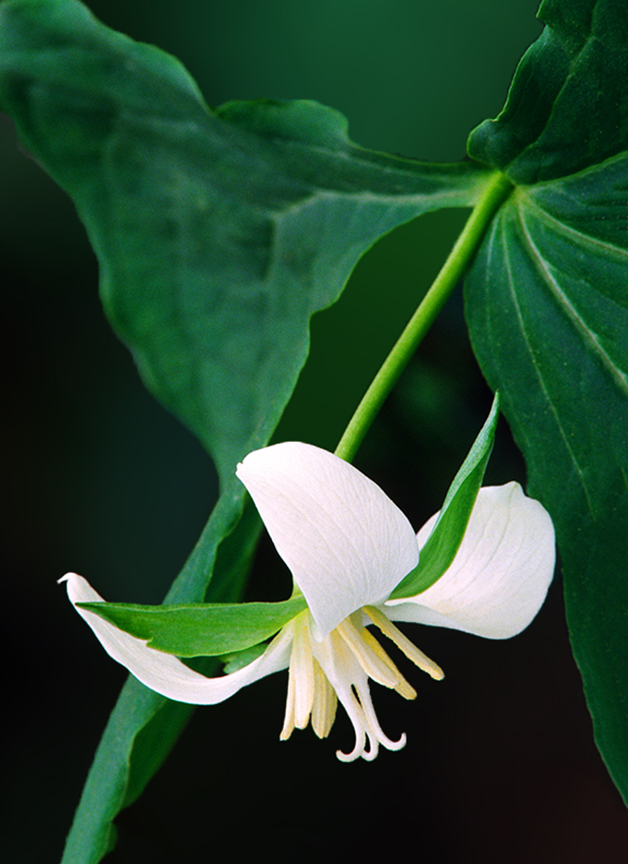 Gleason's trillium.jpg