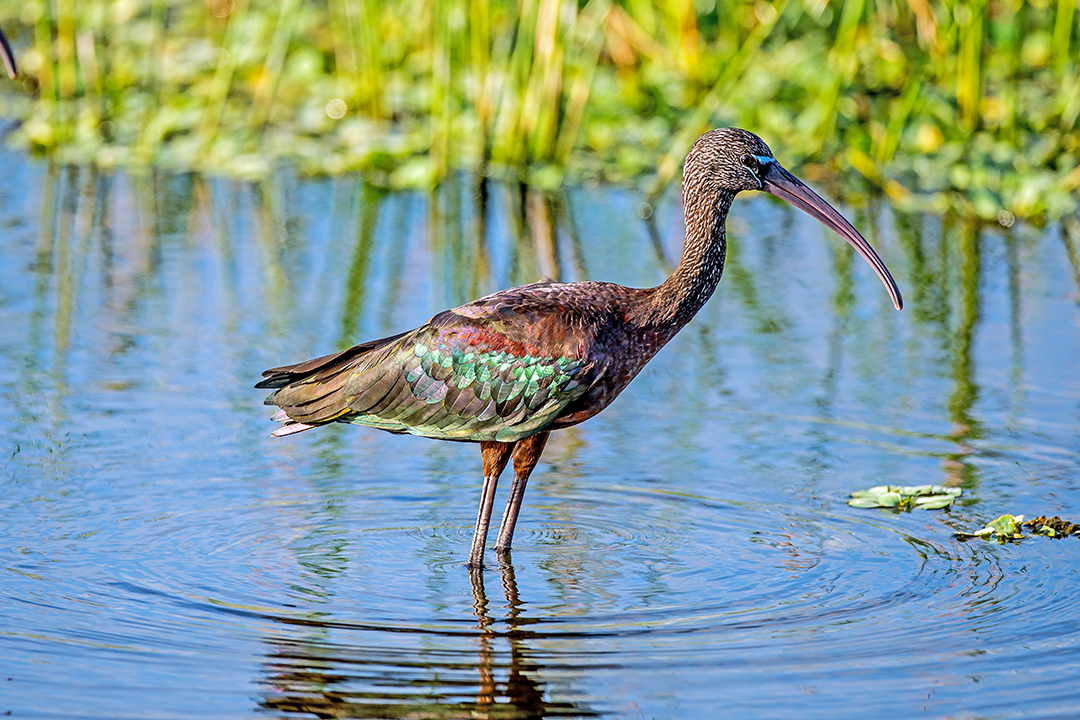 Glossy Ibis hort (1 of 1).jpg