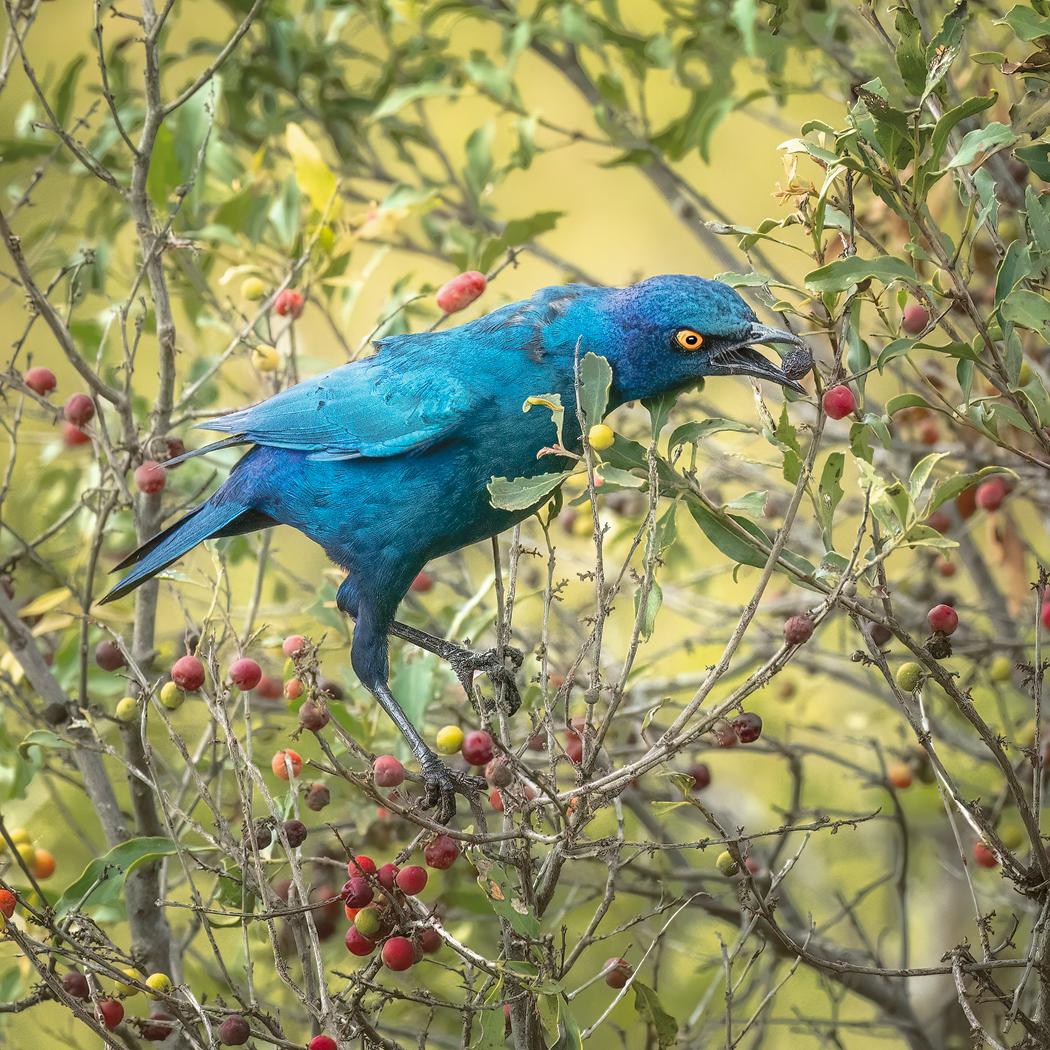 Glossy-Starling-Yellow-20x16-Archess-88-PC-4-sharpened.jpg