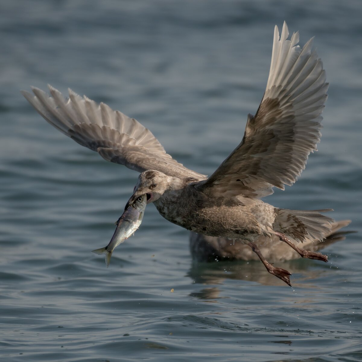 GM5_4640.jpg