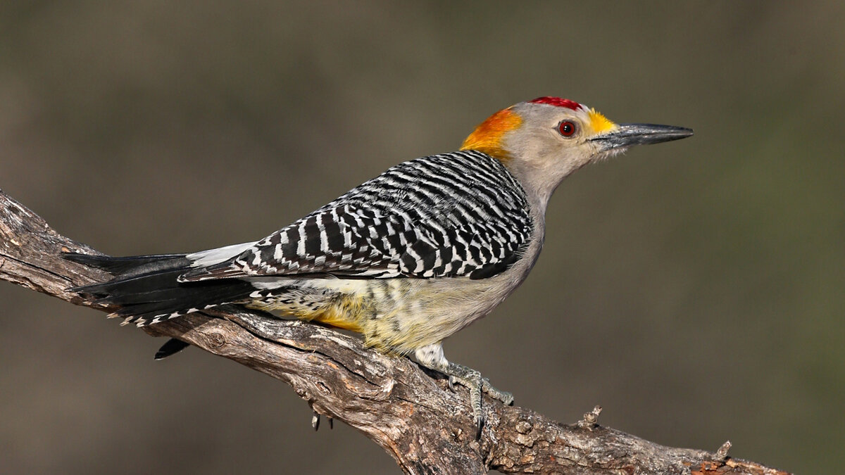Golden-fronted Woodpecker (3).jpg