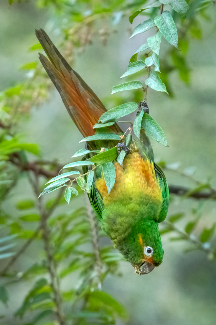 Golden-plumed Parakeet-04540-Edit.jpg