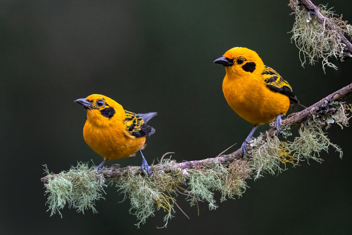 Golden Tanager-02610-Edit.jpg