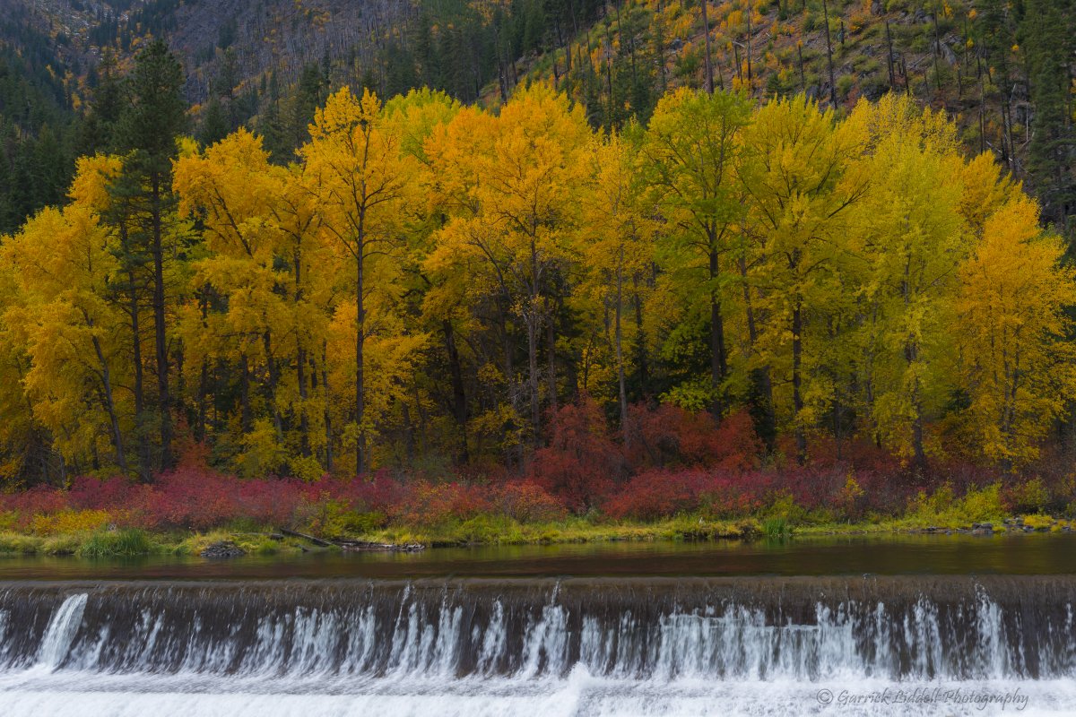 Golden Weir.jpg