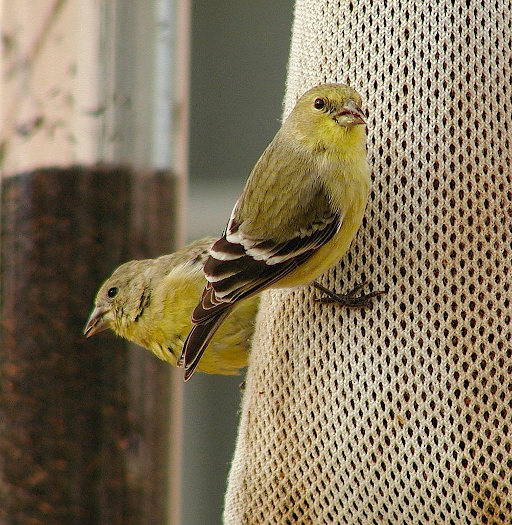 Goldfinches.jpg