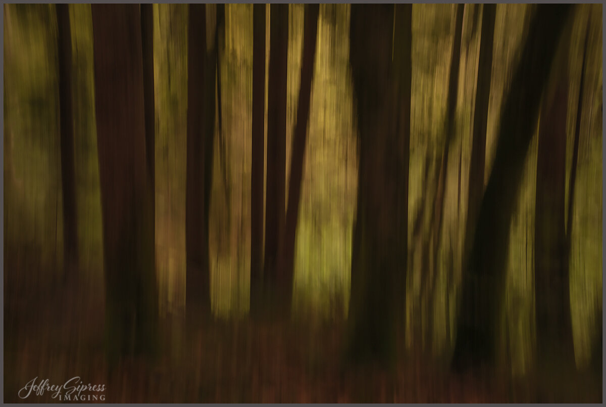 gorgetreeblur1.jpg