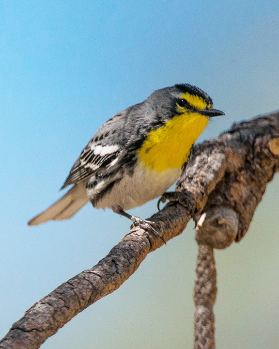 Grace's Warbler (1 of 1).jpg