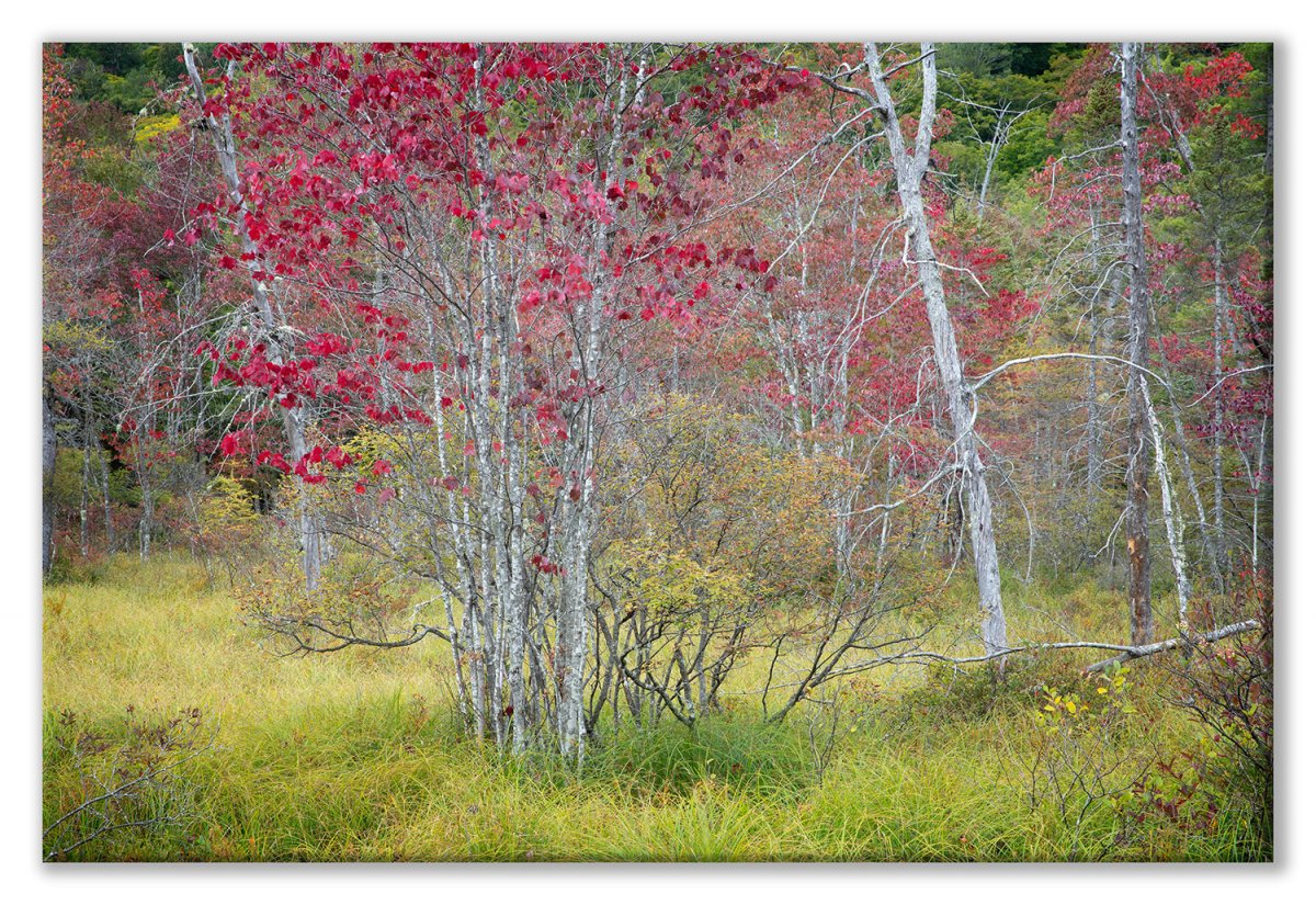 Grampus Lake Aug 19-106 Early Colors Pine Lake Flatts R&Y Display.jpg
