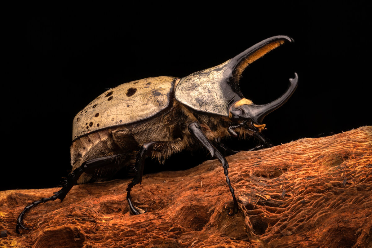Grant's Hercules Beetle-0714-Edit.jpg