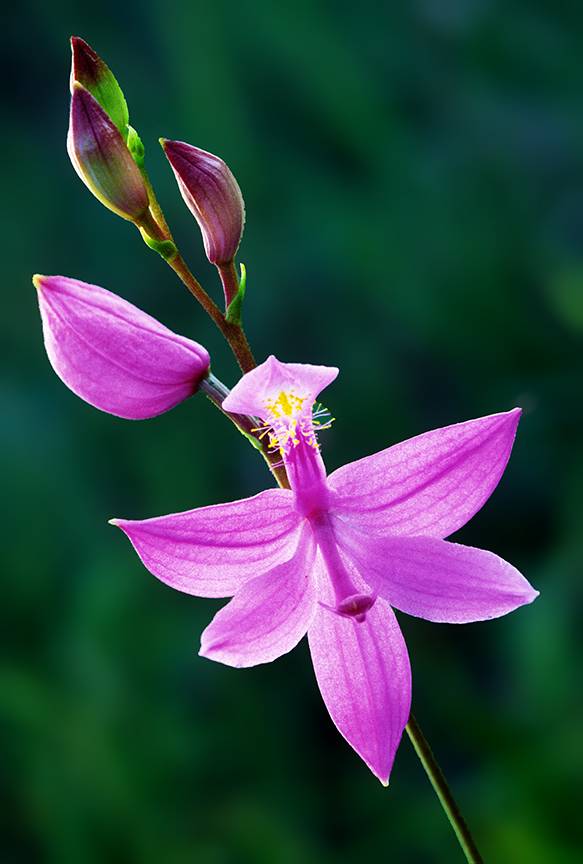 grass pink orchid.jpg